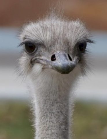 karen,-the-‘vibrant-and-beloved’-ostrich-at-topeka-zoo,-dies-after-swallowing-zoo-staffer’s-keys