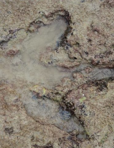 large-fossil-footprints-point-to-discovery-of-new-‘megaraptor’-dinosaur:-study