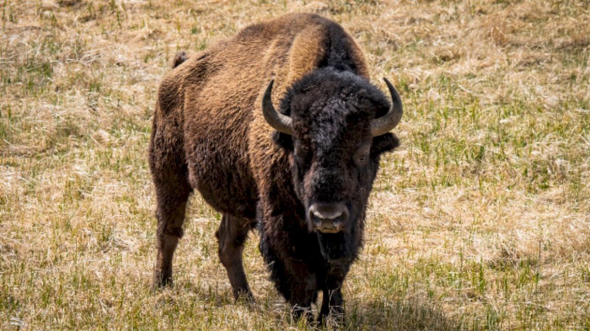 man-injured-after-kicking-bison-in-the-leg-while-under-influence-of-alcohol-at-yellowstone