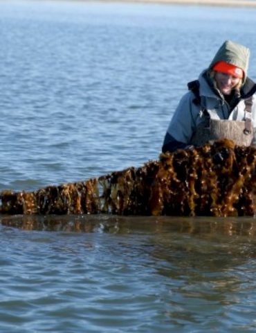 how-kelp-farms,-an-‘environmental-powerhouse,’-can-help-mitigate-climate-change