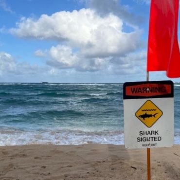 twenty-year-old-injured-in-potential-shark-attack-in-hawaii