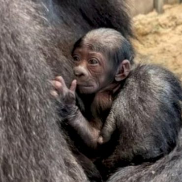 history-made-as-critically-endangered-baby-western-lowland-gorilla-born-at-columbus-zoo