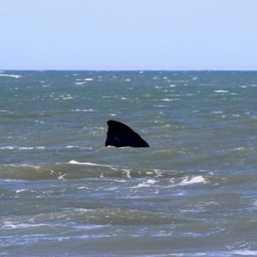 shark-attacks-man-in-water-off-south-padre-island-on-fourth-of-july