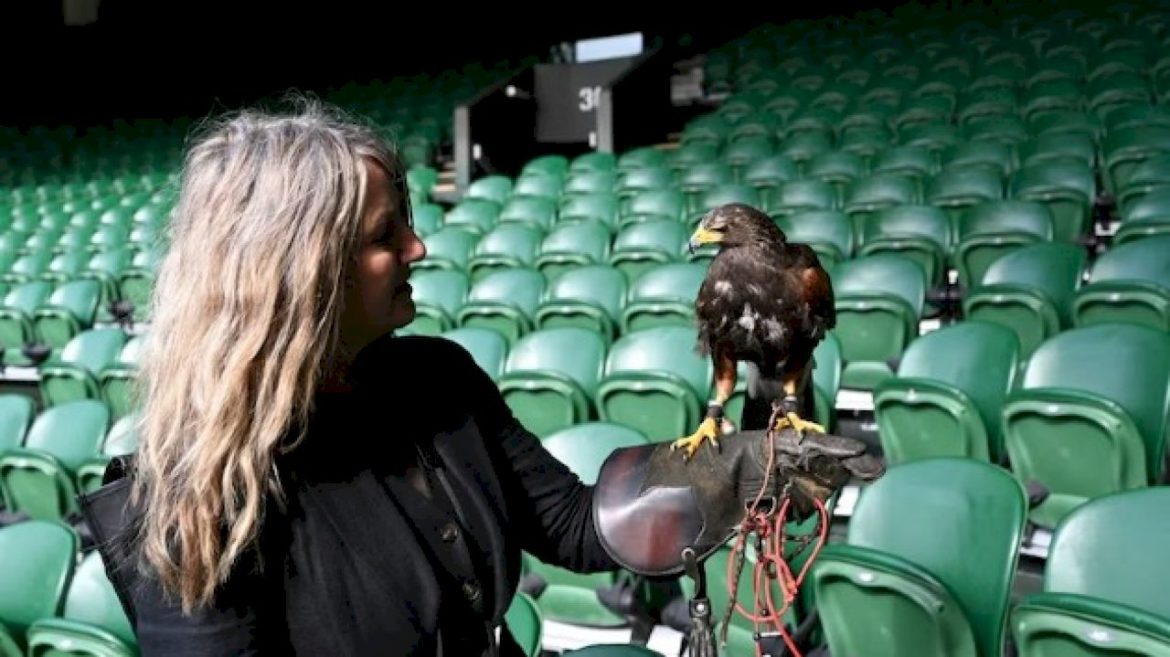 hawks-and-hounds:-inside-the-weird-and-wonderful-world-of-wimbledon’s-working-animals