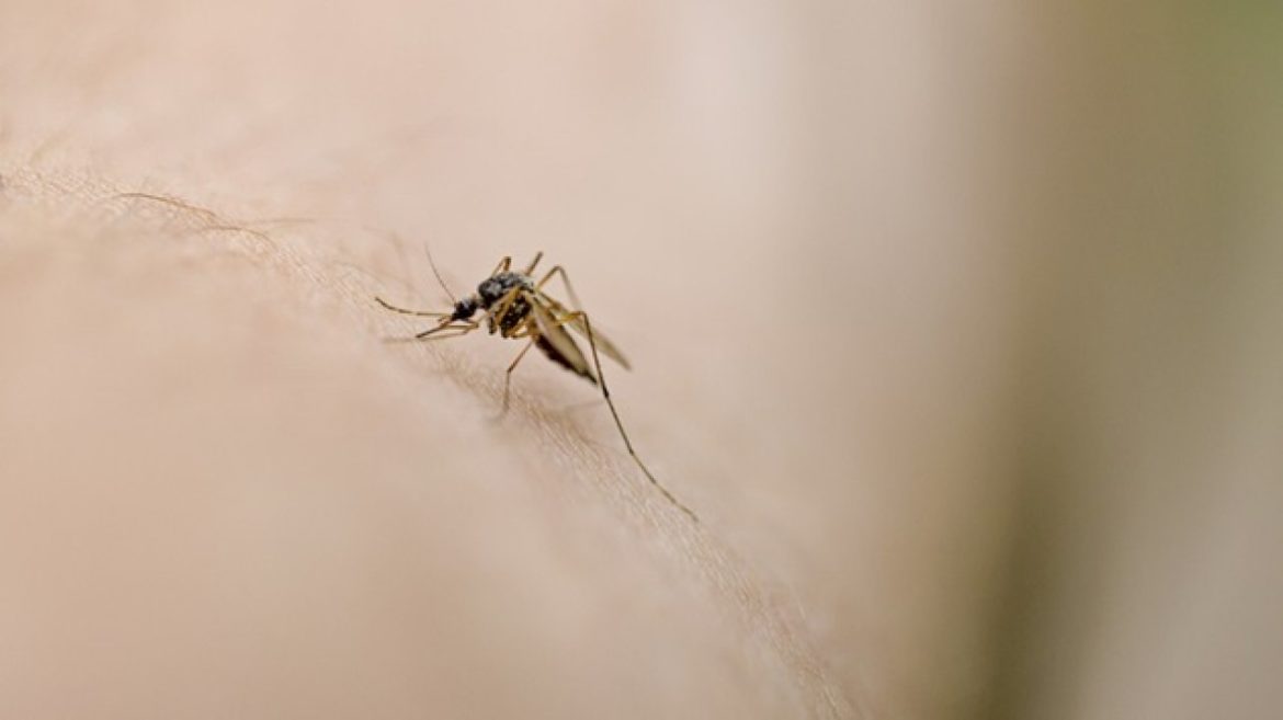states-across-us-are-seeing-seasonal-increase-in-mosquitoes-with-west-nile-virus