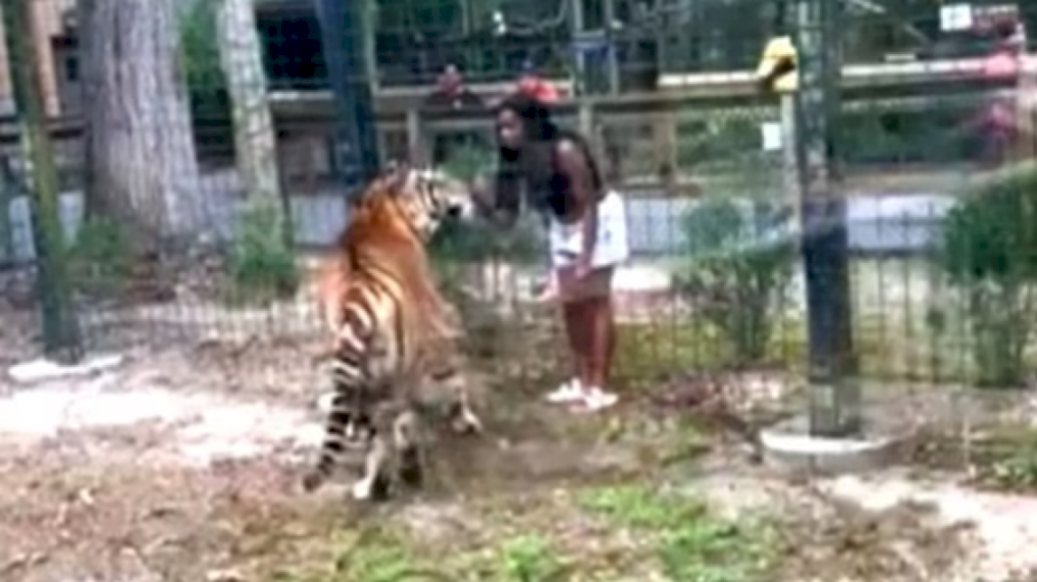 woman-charged-for-allegedly-‘enticing’-tiger-after-hopping-zoo-fence:-police