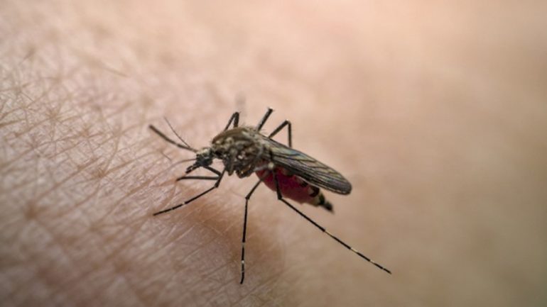 los-angeles-county-reports-a-rare-handful-of-local-dengue-cases