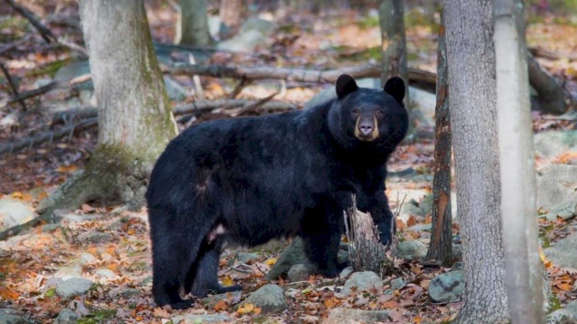 this-is-how-long-hunting-season-for-black-bears-lasts-in-new-jersey