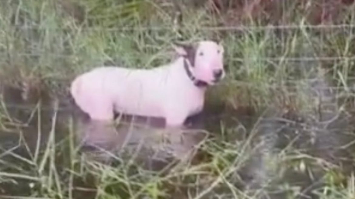 man-arrested-for-animal-cruelty-after-dog-found-tied-to-post-in-floodwaters-ahead-of-hurricane-milton