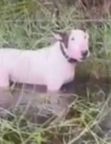 man-arrested-for-animal-cruelty-after-dog-found-tied-to-post-in-floodwaters-ahead-of-hurricane-milton