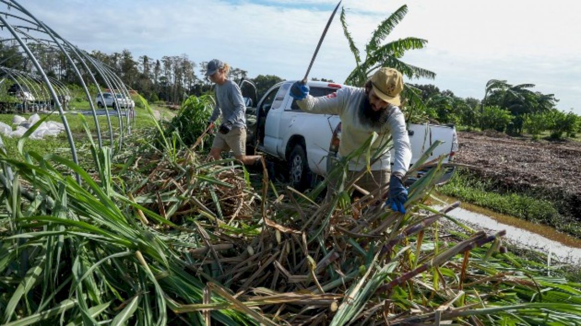 florida’s-farmlands,-iconic-orange-groves-recovering-following-back-to-back-hurricanes