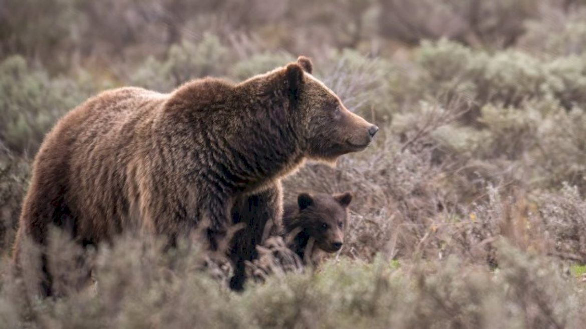 famed-grizzly-bear-killed-after-being-struck-by-vehicle-in-national-park-as-her-cub-is-still-missing