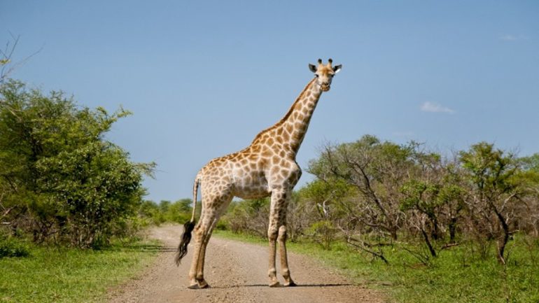 giraffes-need-endangered-species-protection-for-the-first-time,-us-officials-say