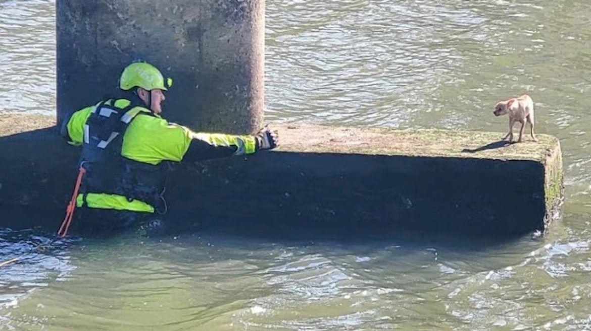 firefighters-rescue-chihuahua-from-under-houston-bridge