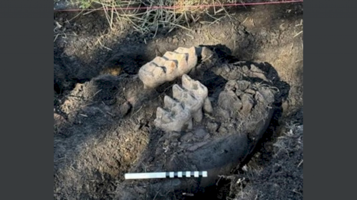 prehistoric-mastodon-jaw-found-in-backyard-of-new-york-home