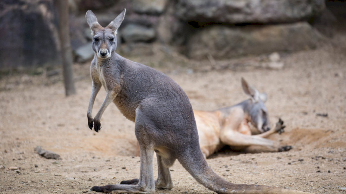 kangaroo-remains-on-the-loose-in-texas-after-jumping-fence