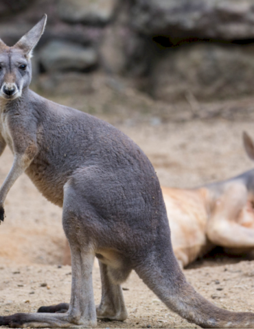 kangaroo-remains-on-the-loose-in-texas-after-jumping-fence