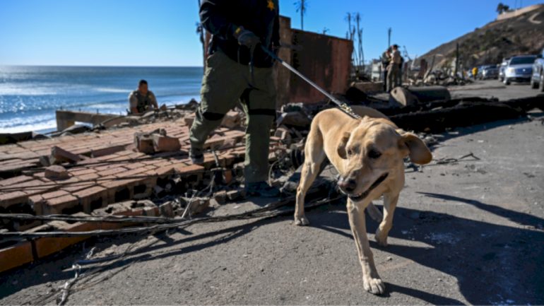 firefighter-helps-rescue-dog-while-battling-eaton-fire:-‘i-need-to-find-that-dog’