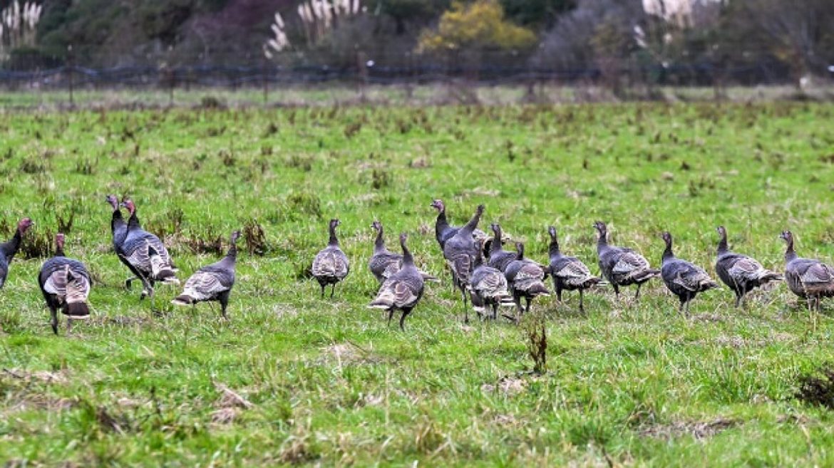 what-3rd-case-of-bird-flu-with-unknown-source-of-infection-could-mean-in-fight-against-disease