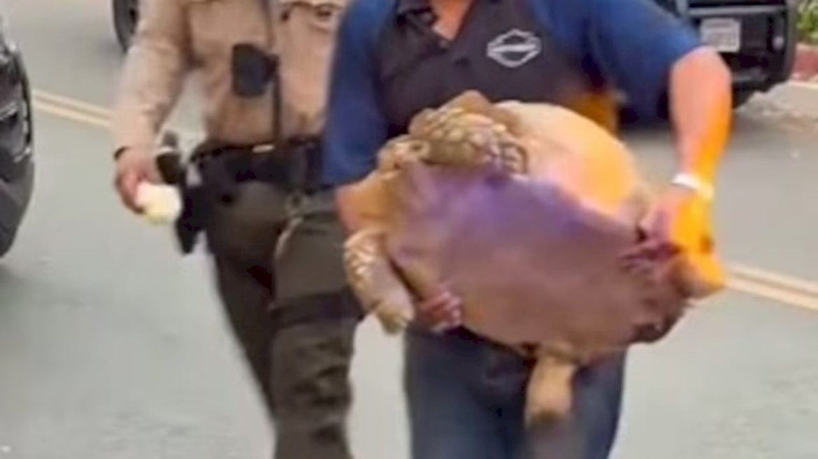 beloved-family-tortoise-found-safe-after-la-fires