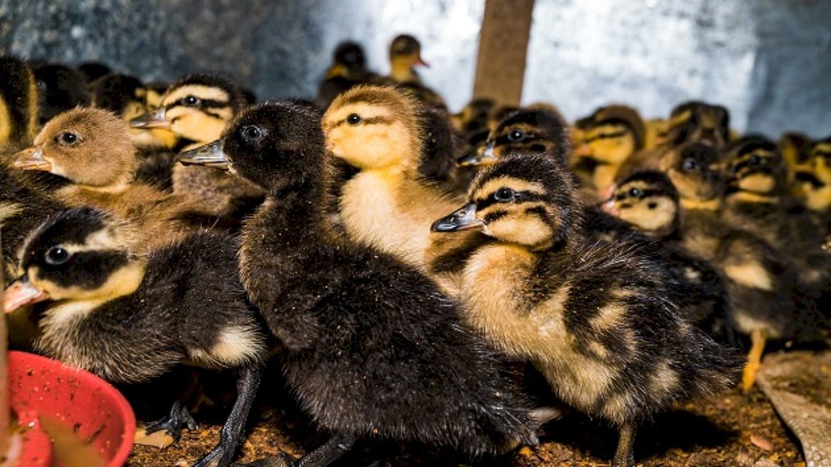 long-island-farm-forced-to-euthanize-more-than-100,000-ducks-after-bird-flu-detected