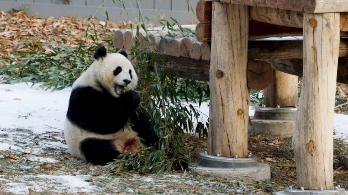 giant-pandas-bao-li-and-qing-bao-make-public-debut-at-national-zoo