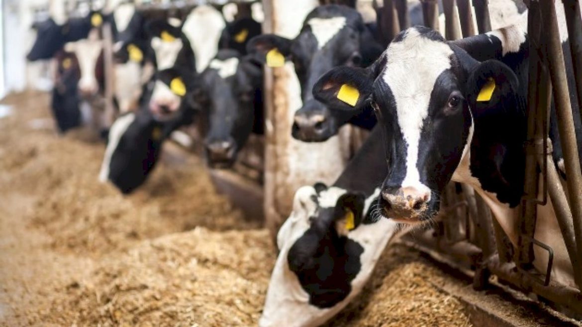 dairy-cows-infected-with-2nd-form-of-bird-flu-for-the-1st-time:-usda