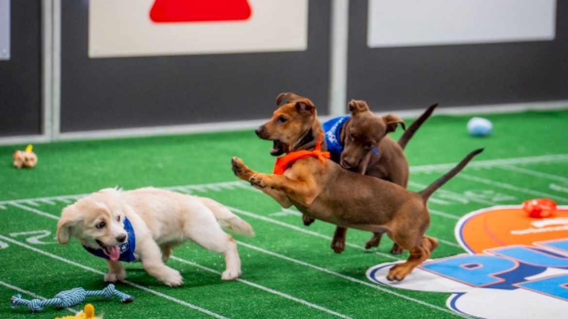 ‘puppy-bowl’-referee-dan-schachner-is-ready-for-another-big-game