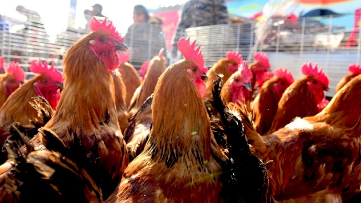 ny-poultry-markets-shut-down-as-a-precaution-over-bird-flu