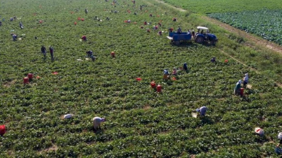 migrant-farm-workers-go-on-high-alert-amid-immigration-raids