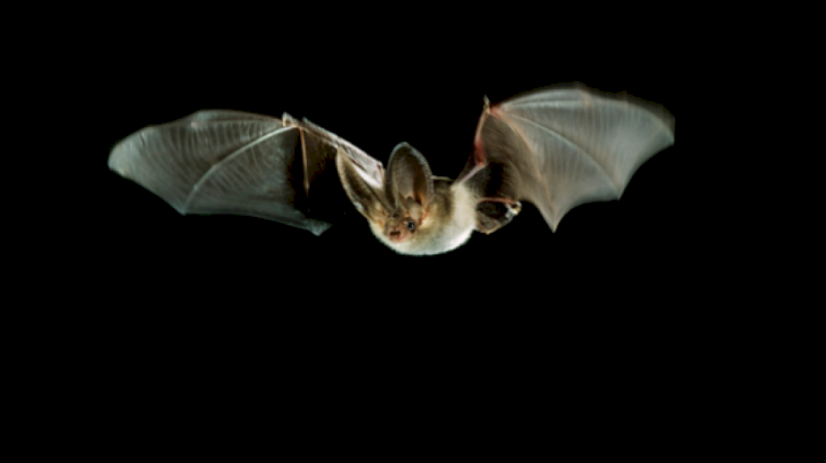 new-coronavirus-found-in-bats-is-not-currently-‘concern-to-public-health’:-cdc