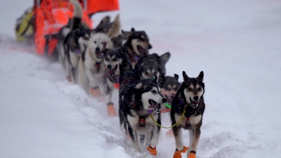 alaska-sled-dog-race-raises-allegations-of-animal-abuse