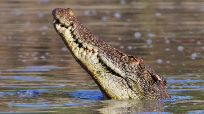 woman-bitten-by-alligator-in-florida