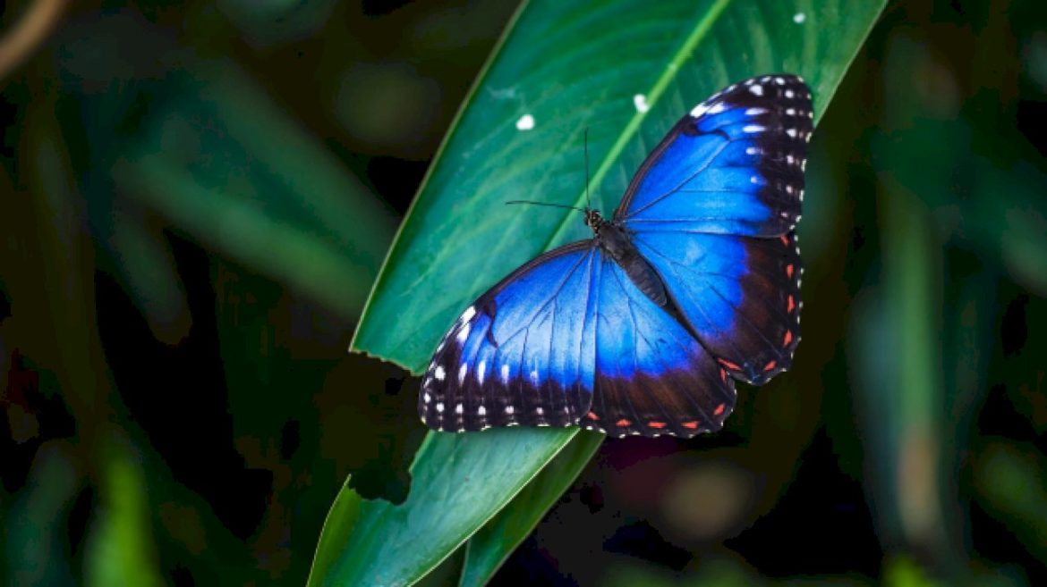 butterfly-populations-are-rapidly-declining,-new-study-shows