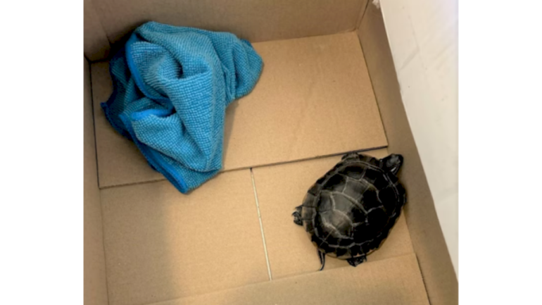 man-caught-attempting-to-smuggle-living-turtle-through-airport-security-down-the-front-of-his-pants