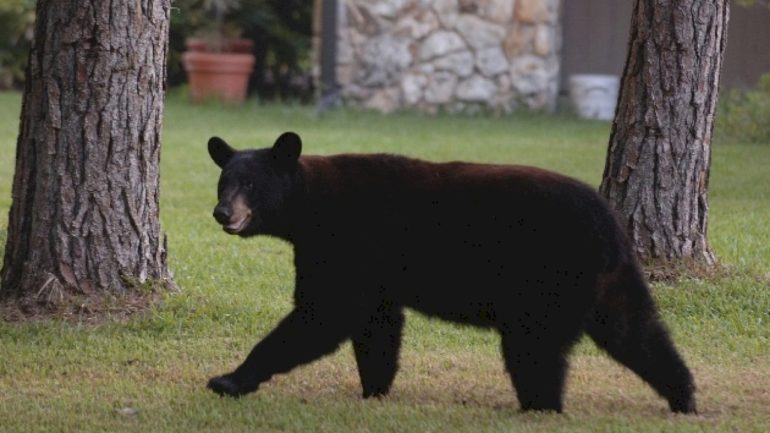 man-and-dog-killed-in-suspected-bear-attack-in-florida:-officials