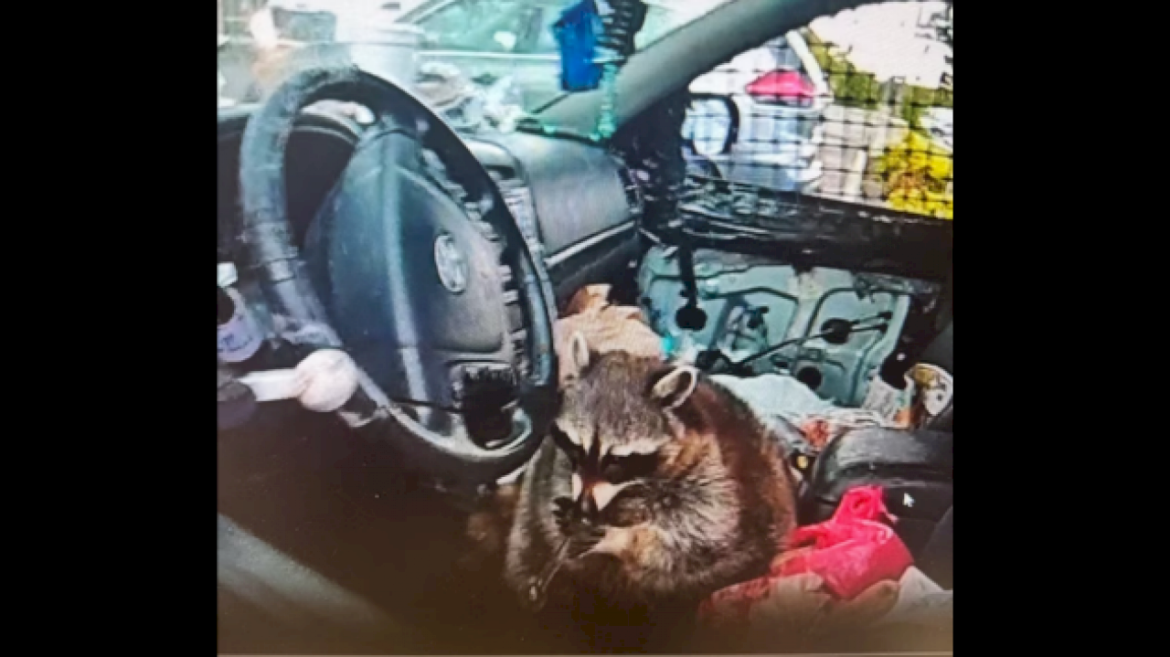woman-arrested-after-raccoon-named-chewy-found-with-meth-pipe-in-driver’s-seat-during-police-stop