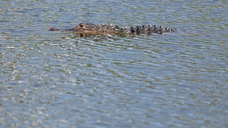 woman-killed-by-alligator-during-couple-canoe-trip,-husband-tried-to-save-her