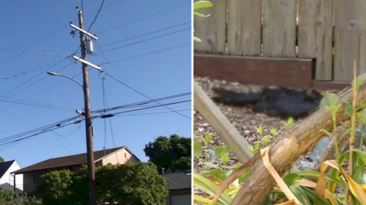 ‘exploding-birds’-freak-out-residents-in-california-city