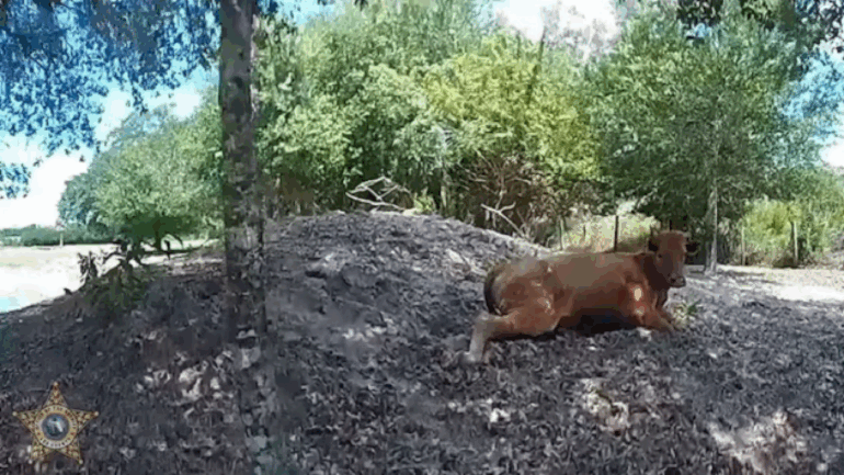 florida-man-shoots-neighbor’s-cow-5-times-after-it-wandered-onto-his-property