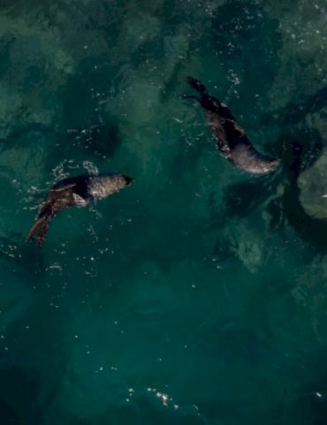the-ocean-is-changing-colors,-researchers-say-here’s-what-it-means.