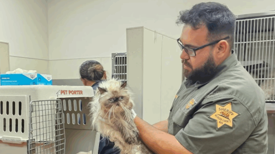 woman-allegedly-leaves-over-100-cats-inside-u-haul,-arrested:-police