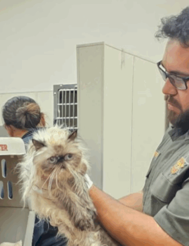 woman-allegedly-leaves-over-100-cats-inside-u-haul,-arrested:-police