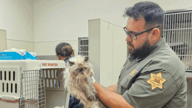 woman-allegedly-leaves-over-100-cats-inside-u-haul,-arrested:-police