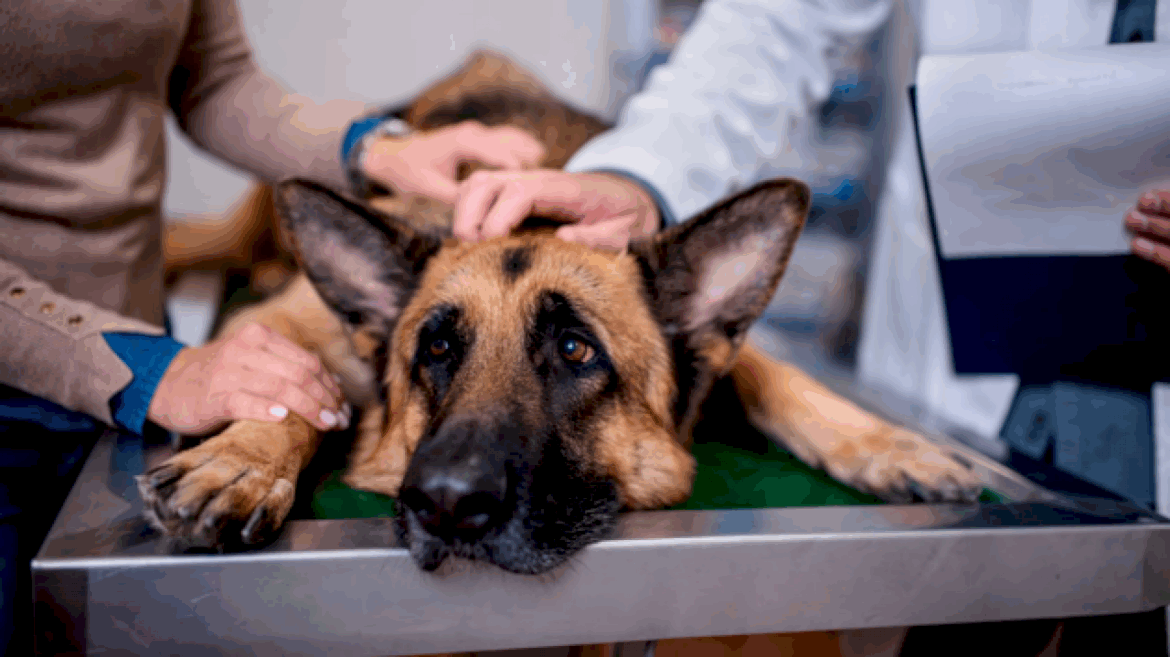 fda-approves-12-month-flea-treatment-for-dogs,-marking-veterinary-breakthrough