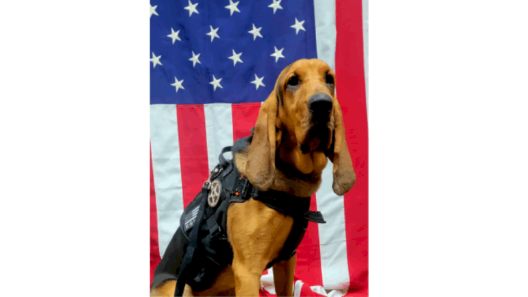 georgia-police-dog-dies-after-being-left-in-hot-car;-deputy-fired