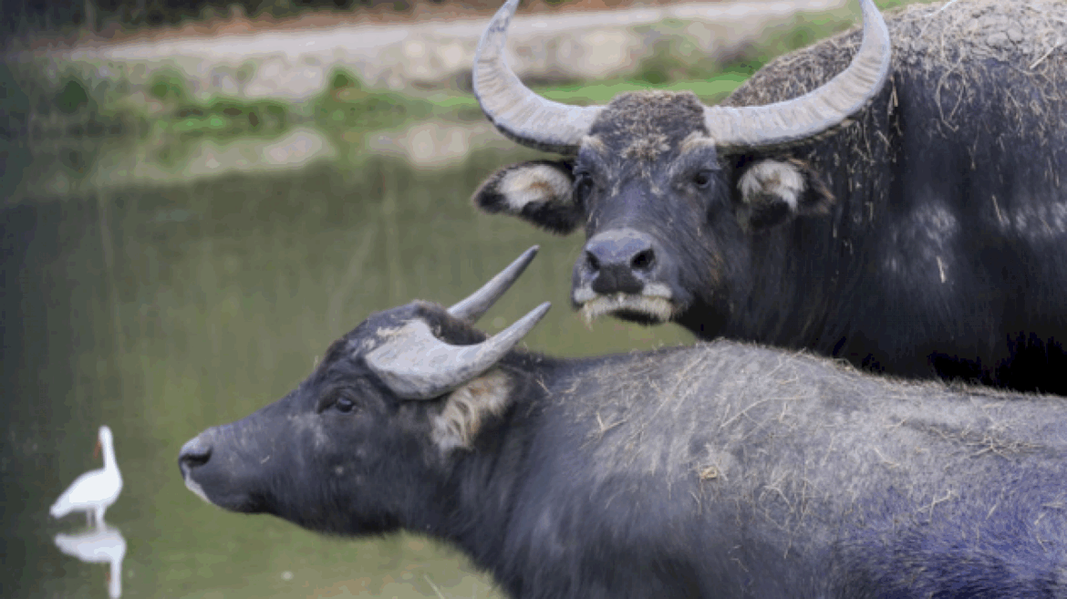 water-buffaloes-kill-farmer-after-he-becomes-trapped-in-their-enclosure