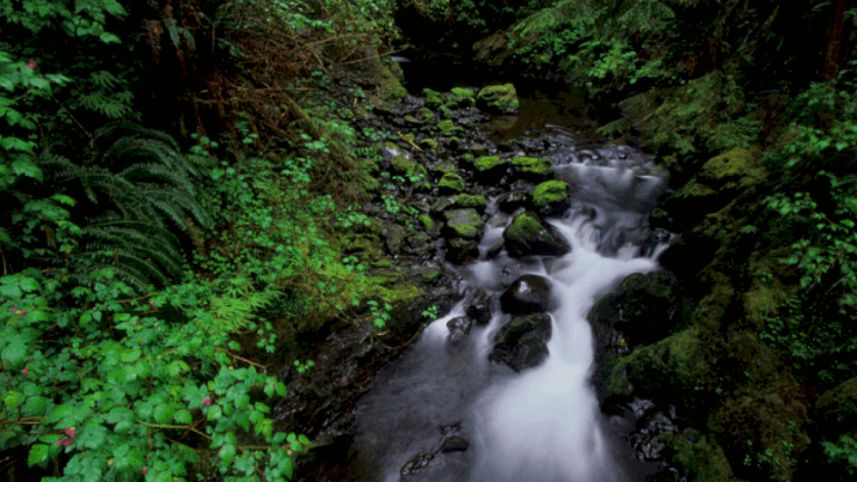 plane-crash-kills-1-and-injures-2-in-remote-area-of-olympic-national-park