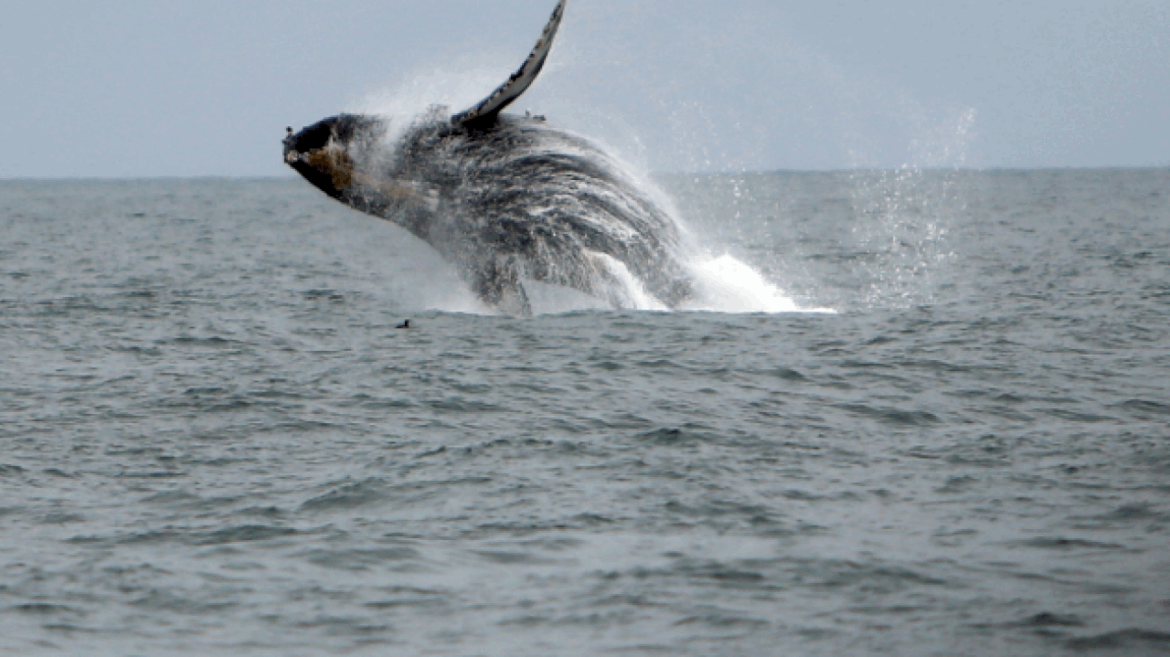 marine-researchers-concerned-over-uptick-in-whale-deaths-in-san-francisco-bay-area