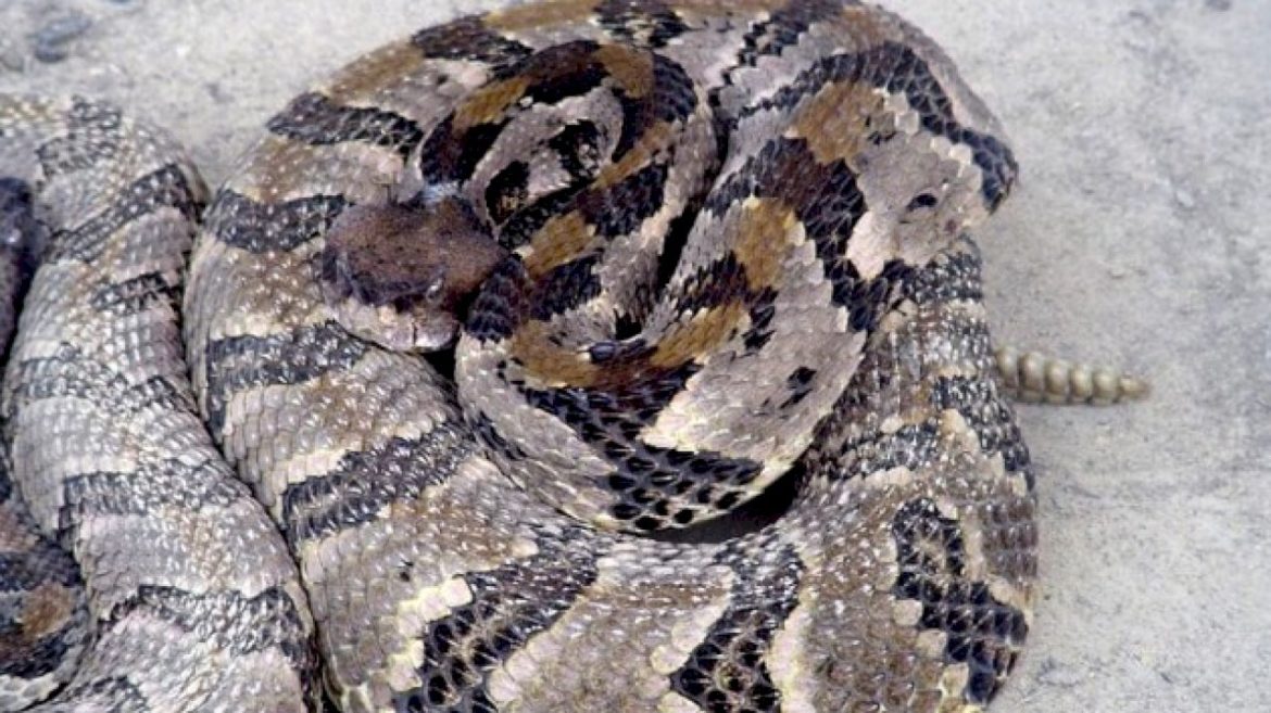 tennessee-hiker-dies-after-being-bitten-by-venomous-snake,-officials-say
